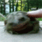 iFlashfrog