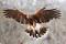 hawk200101